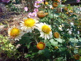 kiku6