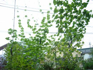 greencurtain08-2.jpg