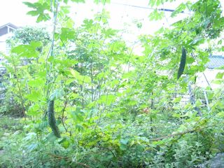 greencurtain08-2.jpg