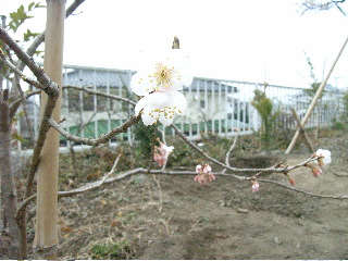 sakura2007.jpg